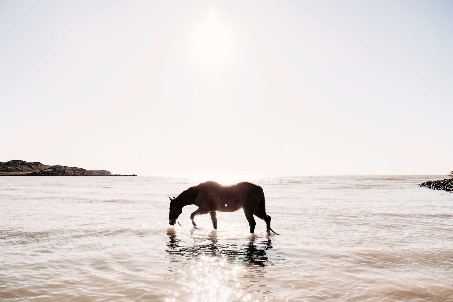 Equine Feed
