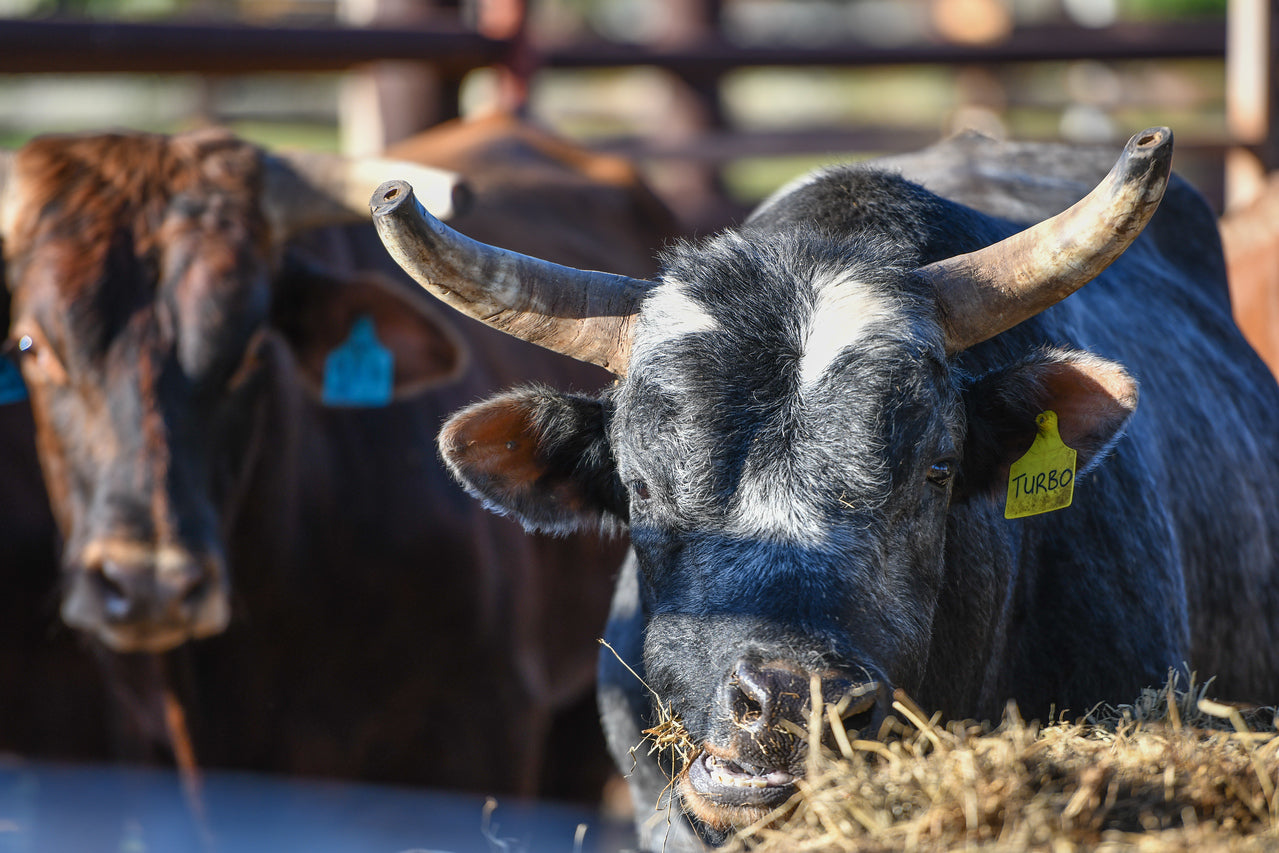 Livestock