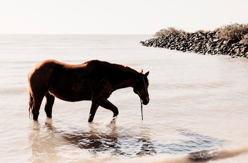 Equine Other